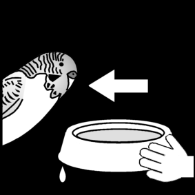 give water to the budgie / give water to the grass parakeet